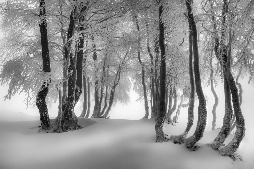 Enchanted Winter Path by Aleš Klabus — canvas wall art