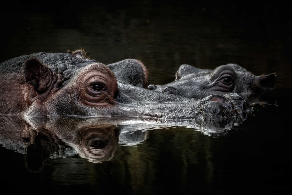 Dark Water Hippos by Eiji Itoyama — canvas wall art