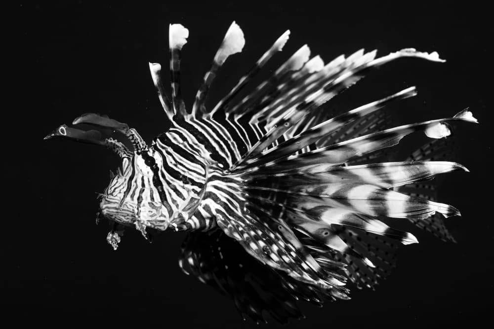 Elegant Lionfish by Serge Melesan — canvas wall art