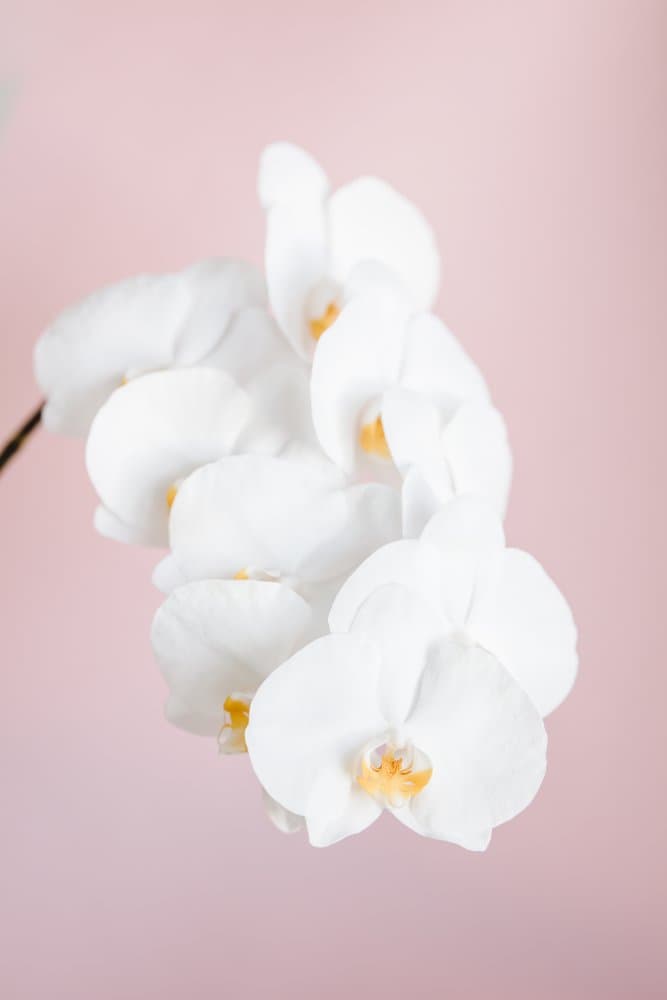 Elegant White Orchids by Pictufy Studio III — canvas wall art