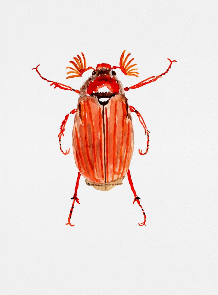 Vibrant Red Beetle by Kata Botanical — canvas wall art