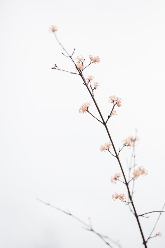 Delicate Spring Blossoms by Pictufy Studio III — canvas wall art