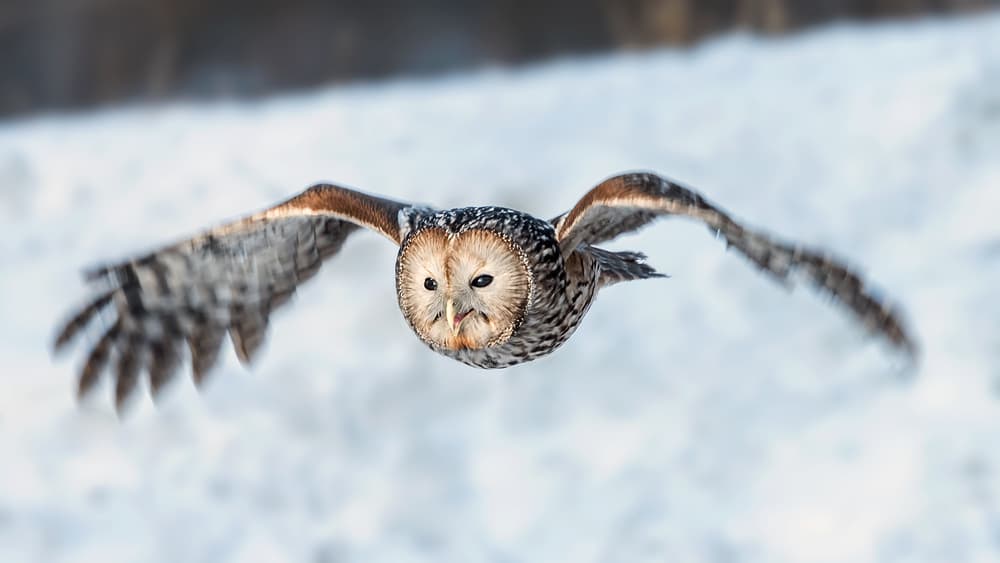 Graceful Owl in Flight by Annie Poreider — canvas wall art