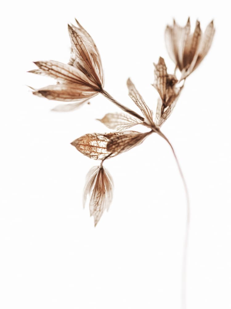 Delicate Dried Botanical