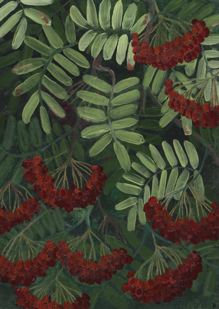 Vibrant Rowan Berries by Rosana Laiz Blursbyai — canvas wall art