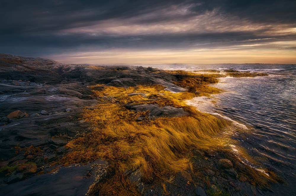 Golden Seaweed Shores by Ben.C.L — canvas wall art