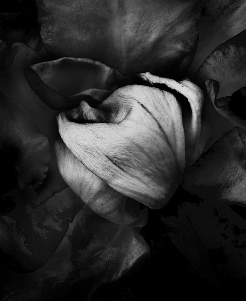 Elegant Dark Petals by Jalili — canvas wall art