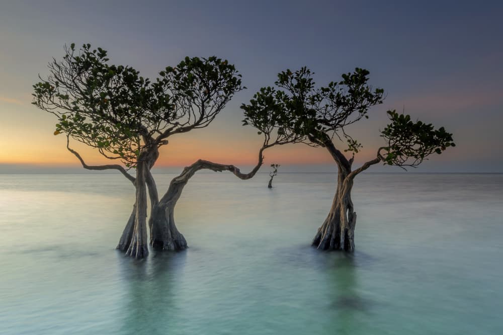 Coastal Mangrove Sunset by Arief Siswandhono — canvas wall art