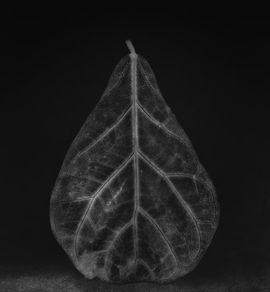Elegant Leaf Form by Lotte Grønkjær — canvas wall art