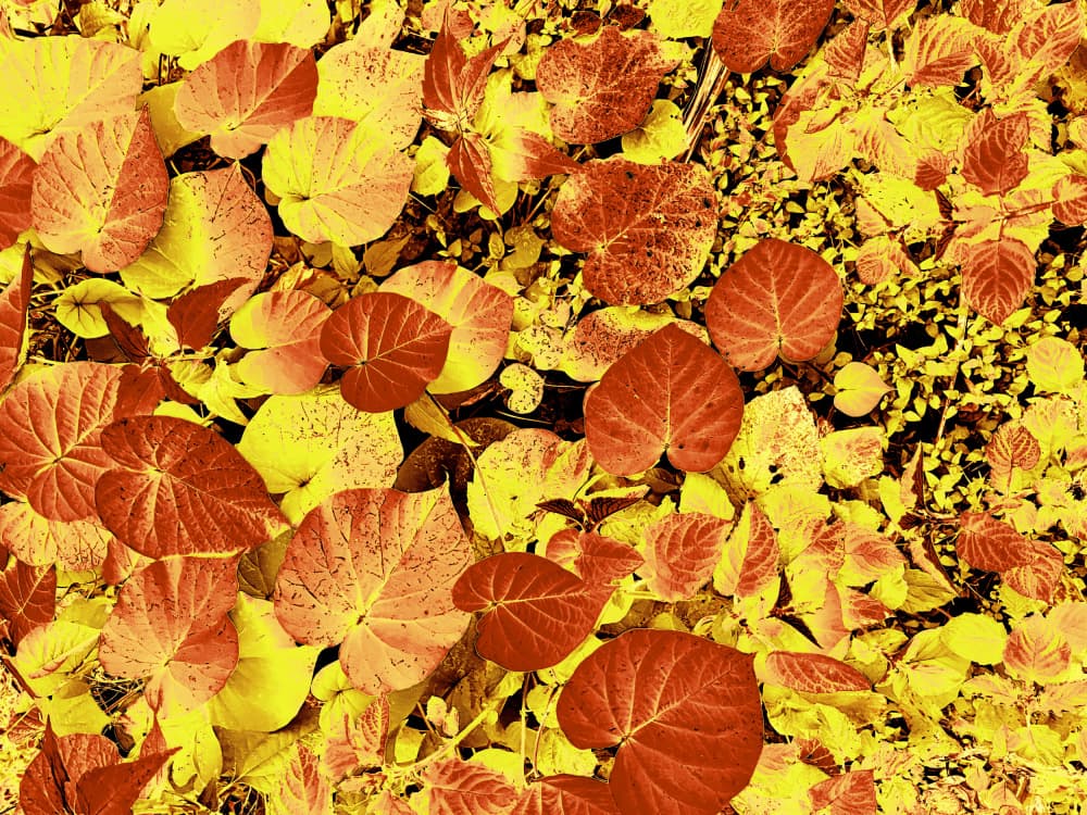 Vibrant Autumn Leaves by Santhosh ch — canvas wall art