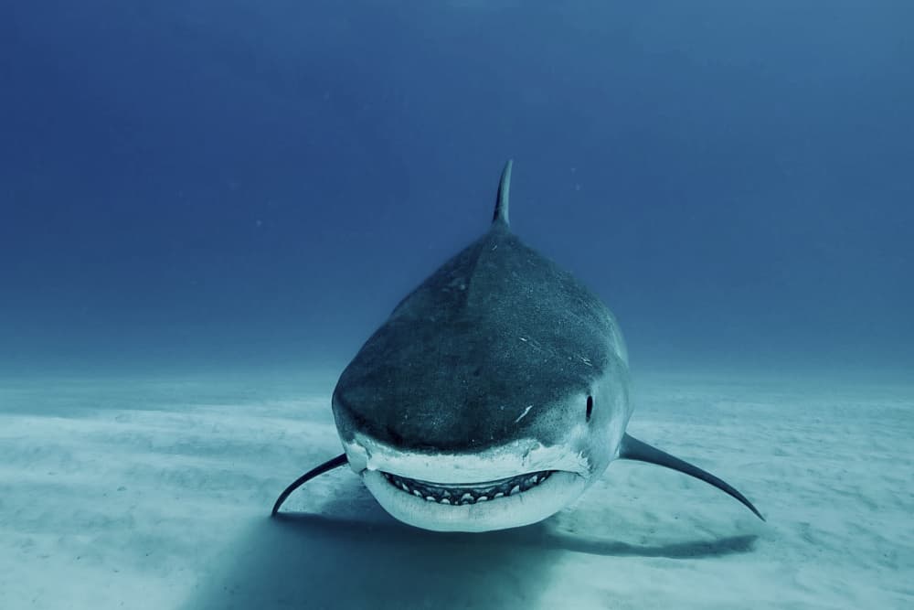 Majestic Ocean Shark by Serge Melesan — canvas wall art