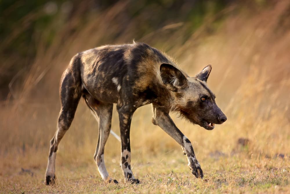 Painted Wolf on Patrol by Gaby Grohovaz — canvas wall art