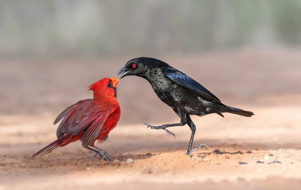 Birds in Gentle Interaction by Siyu_Wei APA — canvas wall art
