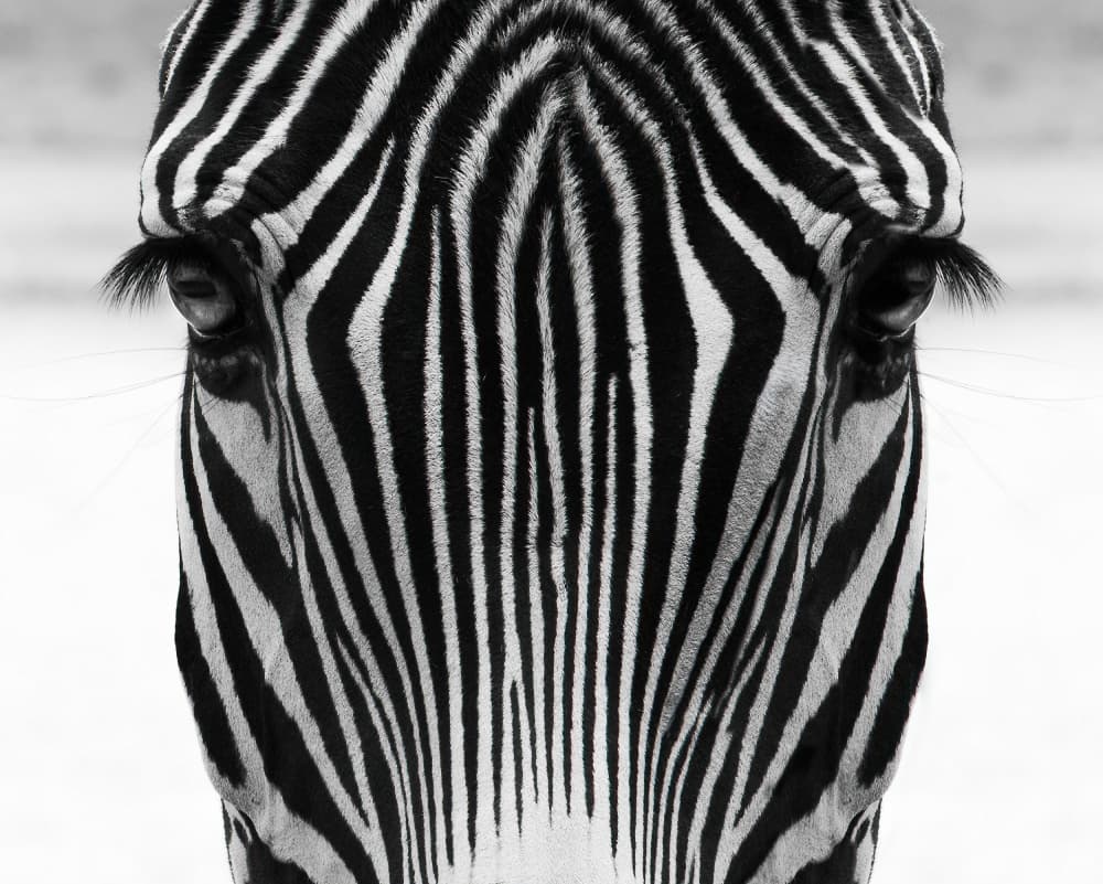 Intense Zebra Gaze by alberti Patrick — canvas wall art