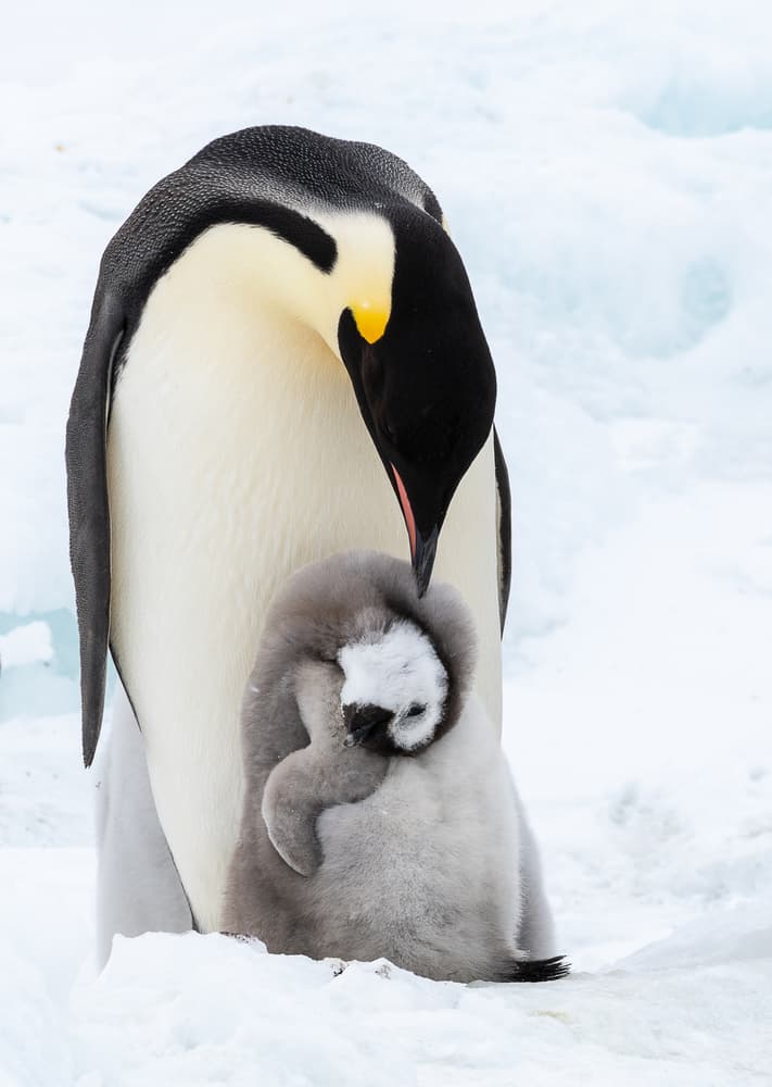 Tender Penguin Embrace by Liwen Tao — canvas wall art