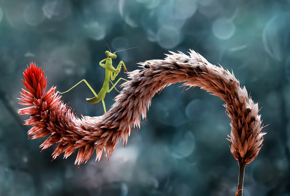 Praying Mantis on Curved Plant by Abdul Gapur Dayak — canvas wall art