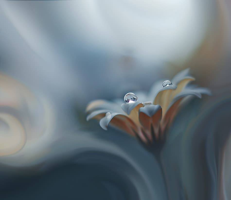 Gentle Dewdrop Flower by Juliana Nan — canvas wall art