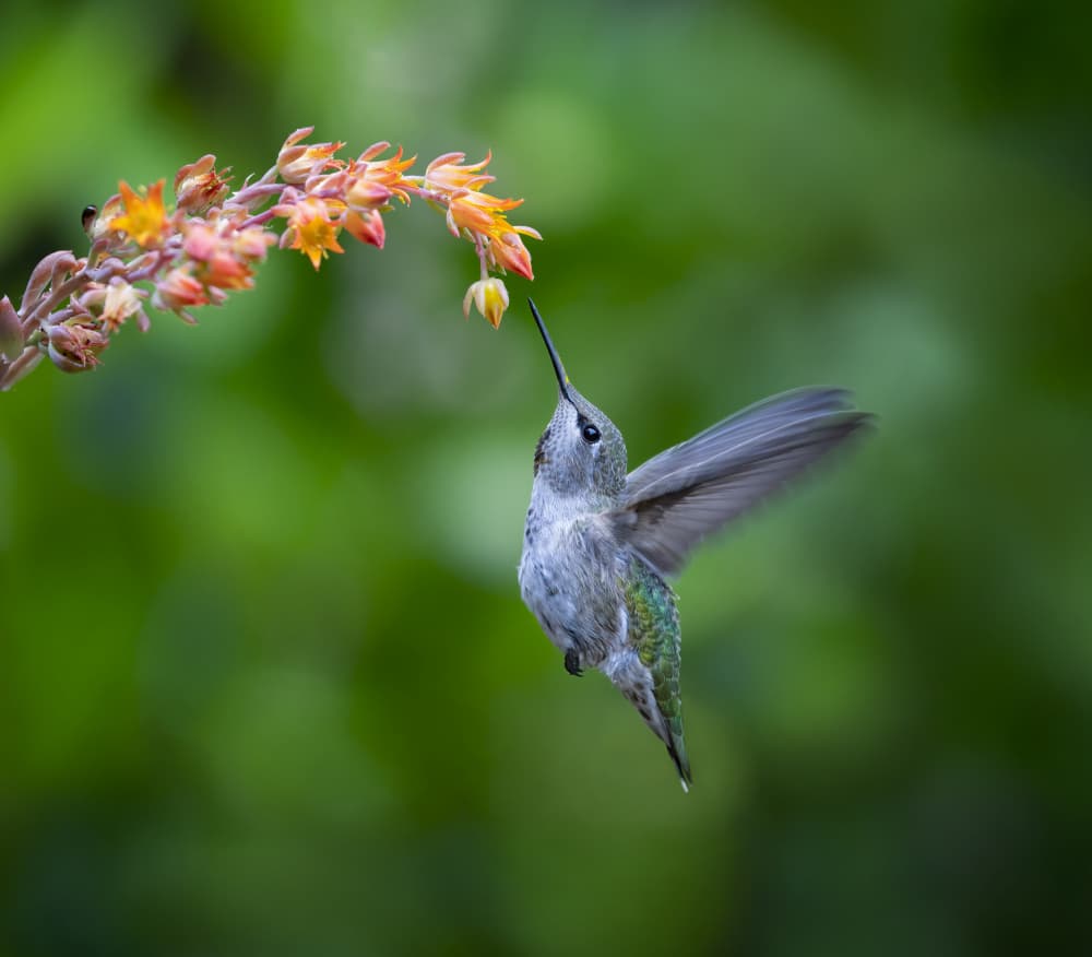 Hummingbird Nectar Sip by Xiaojian Huang — canvas wall art