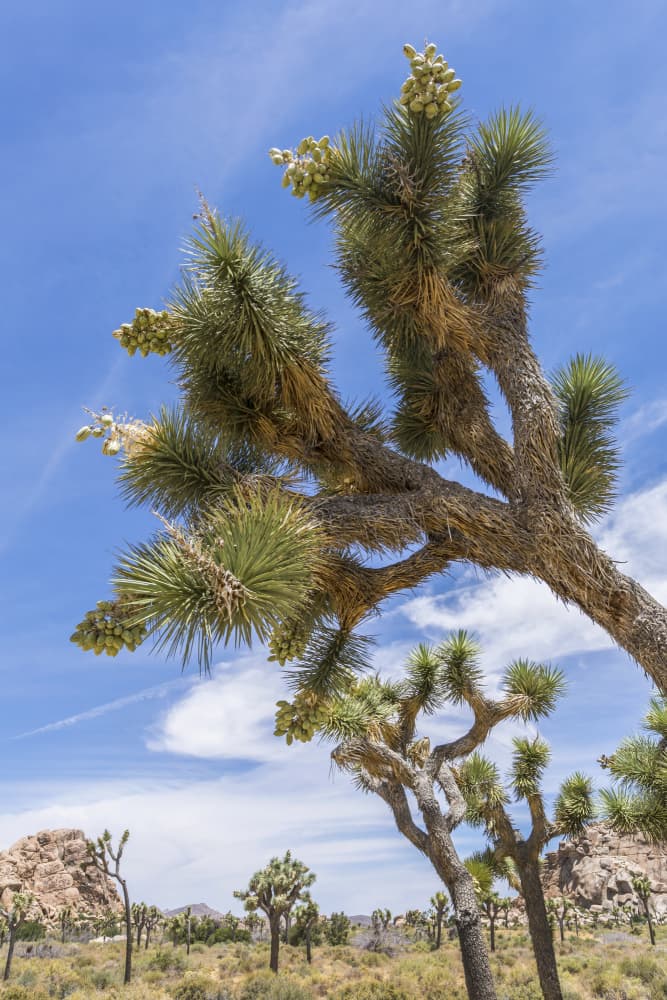 Joshua Tree Desert Vista by Melanie Viola — canvas wall art