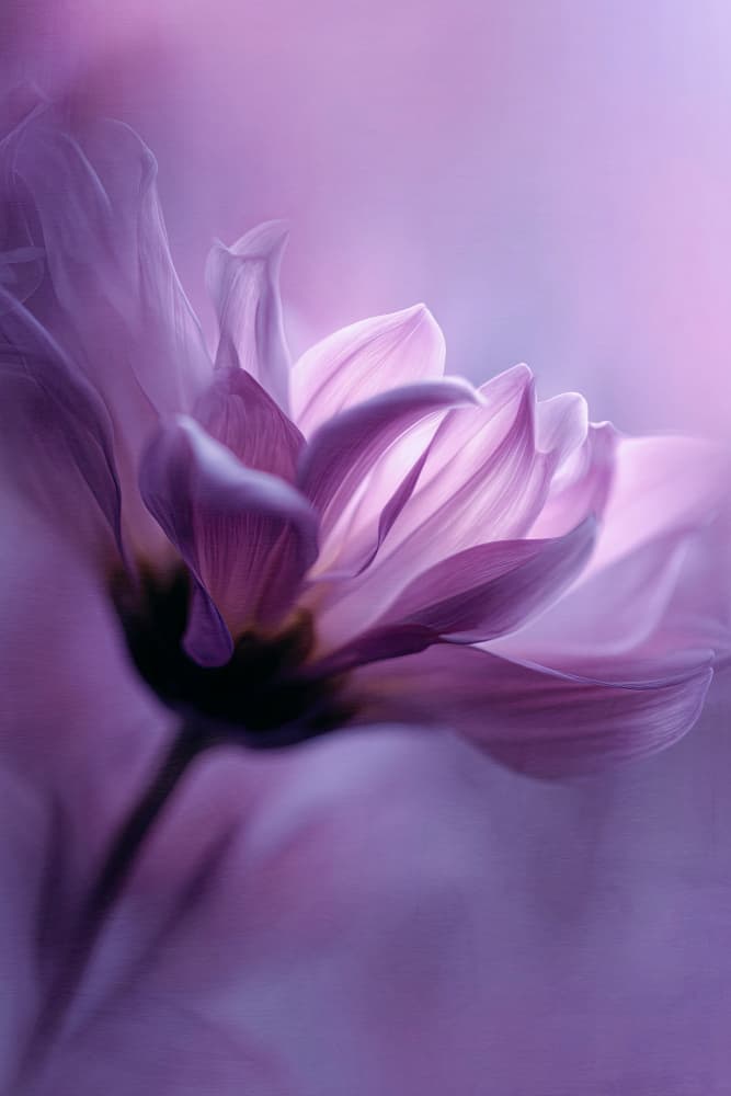 Ethereal Purple Bloom by Treechild — canvas wall art