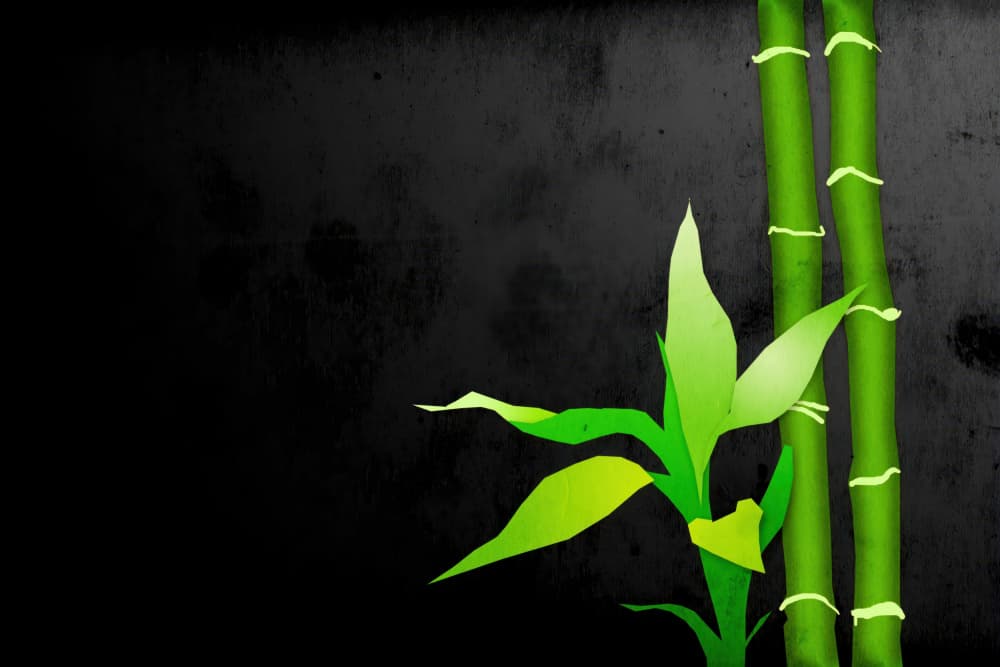 Green Bamboo Serenity by Rafal Kulik — canvas wall art