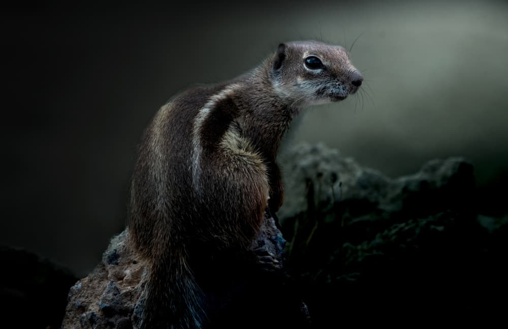 Watchful Striped Squirrel by Erik Engström — canvas wall art