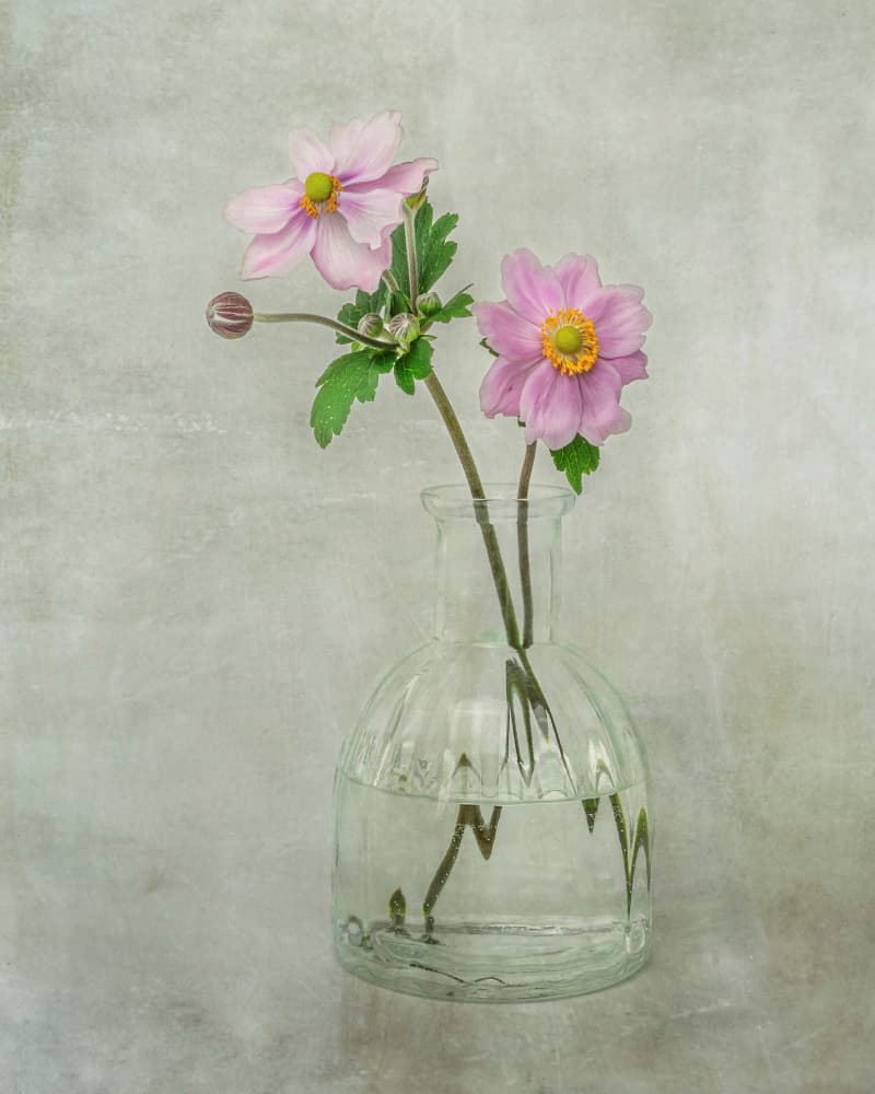 Delicate Pink Blooms by Ytje Veenstra — canvas wall art