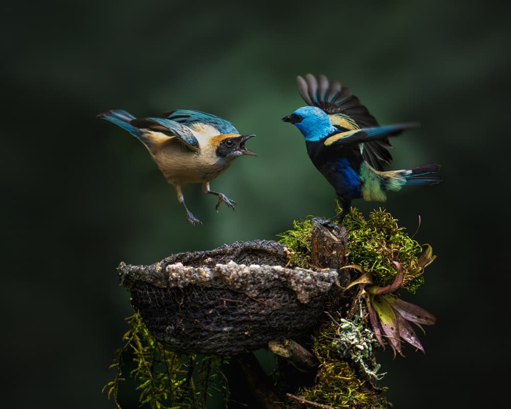 Colorful Bird Showdown by Lisandro PEREZ — canvas wall art