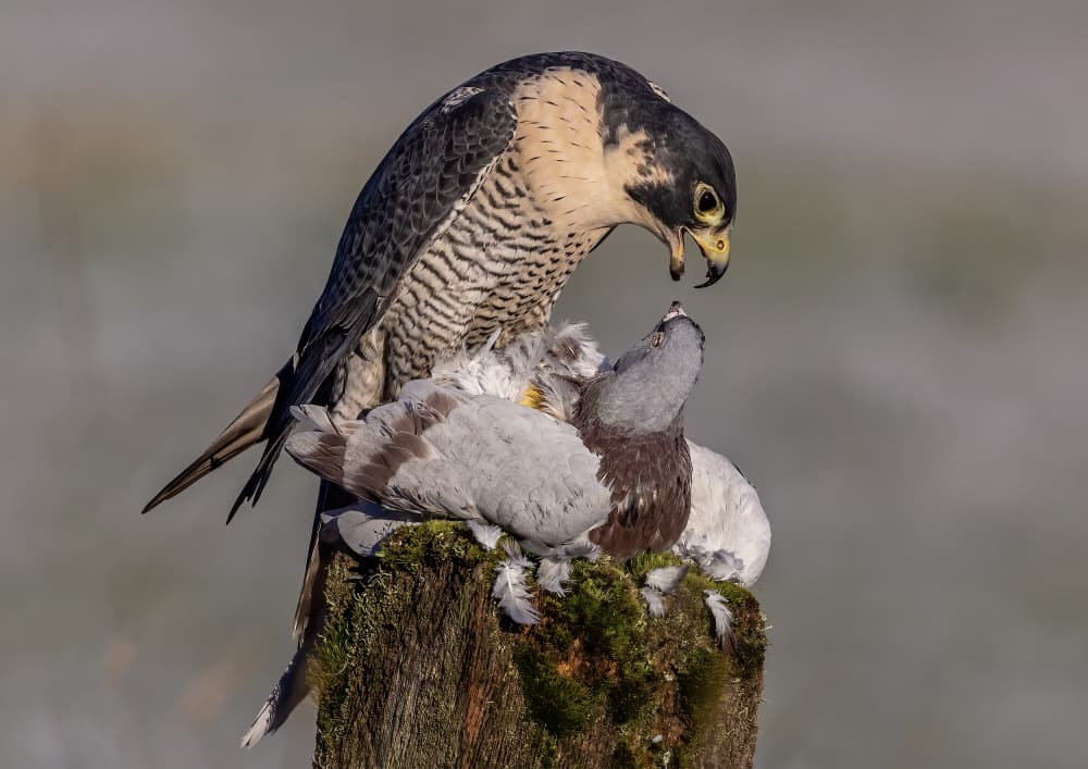Peregrine Falcon Preys by David Bennion — canvas wall art