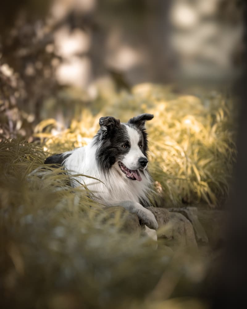 Border Collie in Golden Grass by Dorte Irene Sattrup Lund-Nielsen — canvas wall art