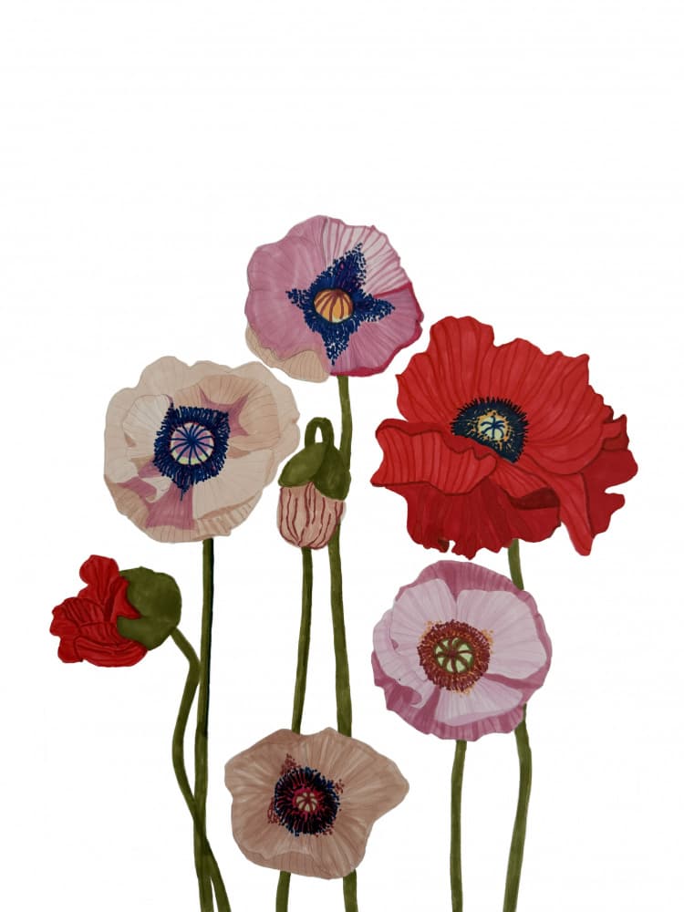 Colorful Poppy Blooms by Carola Cedell — canvas wall art