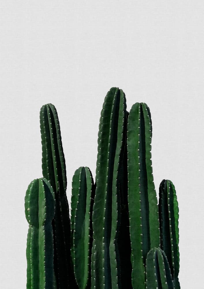 Tall Green Cacti by Orara Studio — canvas wall art