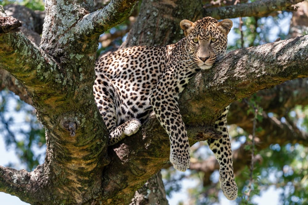 Watchful Leopard In Tree by Massimo Felici — canvas wall art