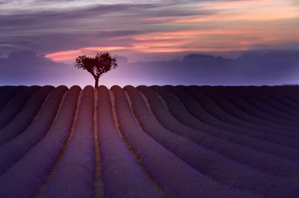 Lavender Sunset Tree by Cheryl Eagers — canvas wall art
