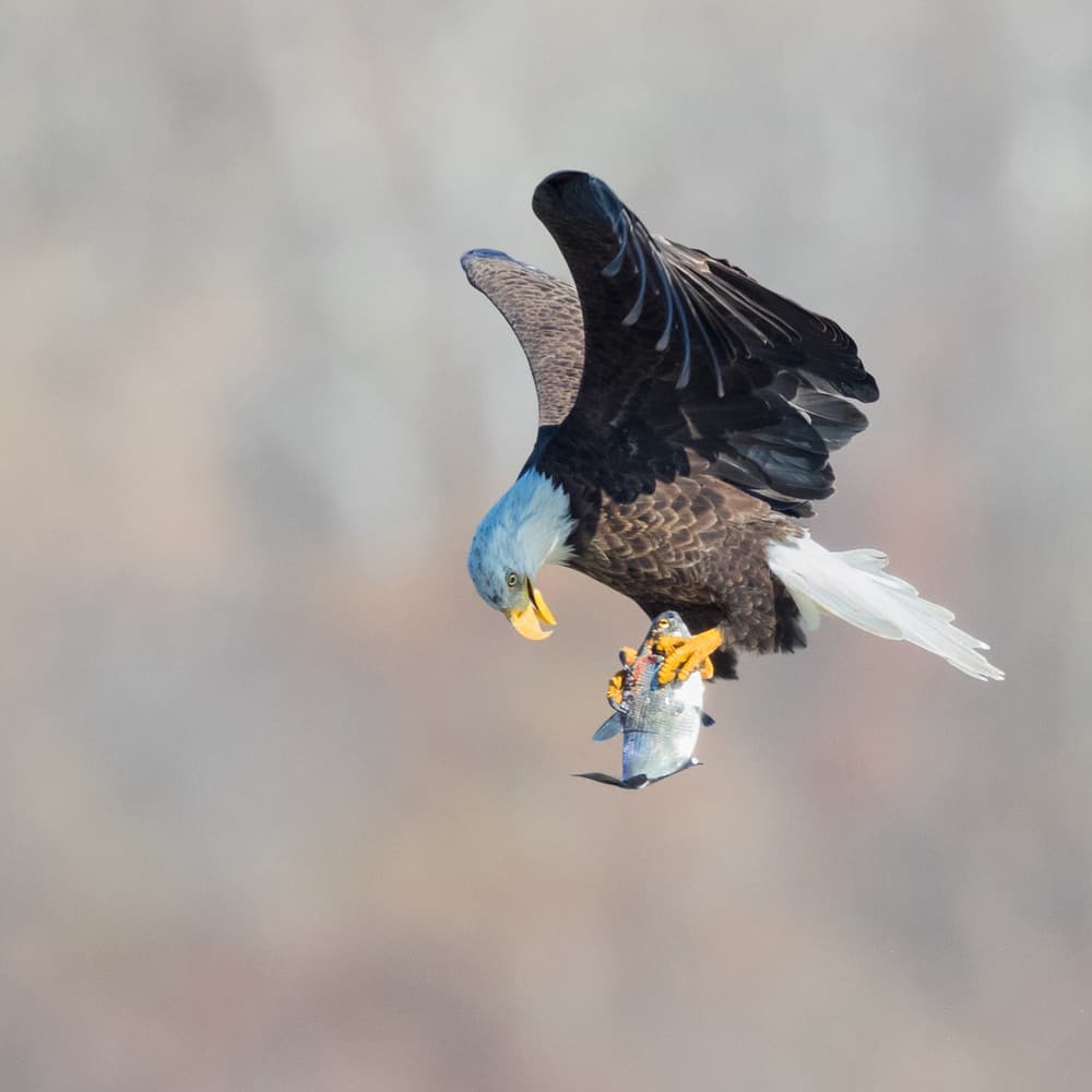 Flying Eagle With Fish by Cheng Chang — canvas wall art