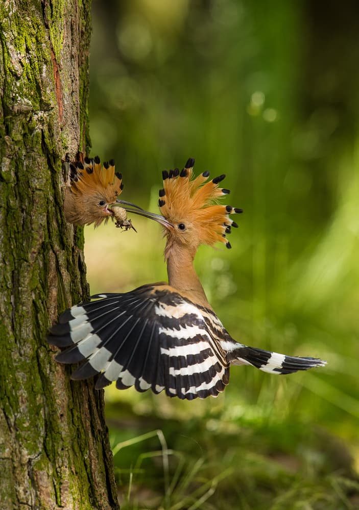 Hoopoe Feeding Flight by Petr Simon — canvas wall art