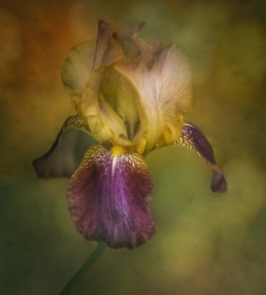 Soft Iris Bloom by Anna Cseresnjes — canvas wall art