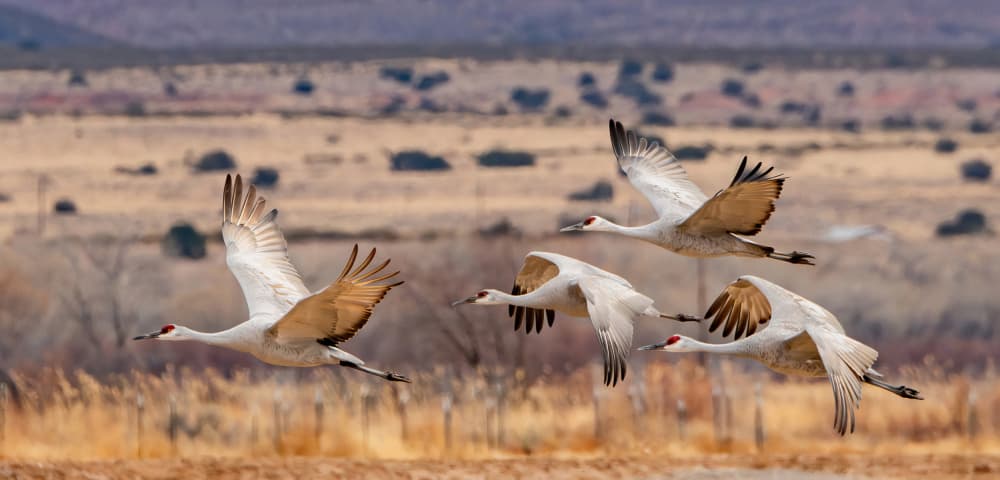 Graceful Crane Flight by Guy Wilson — canvas wall art
