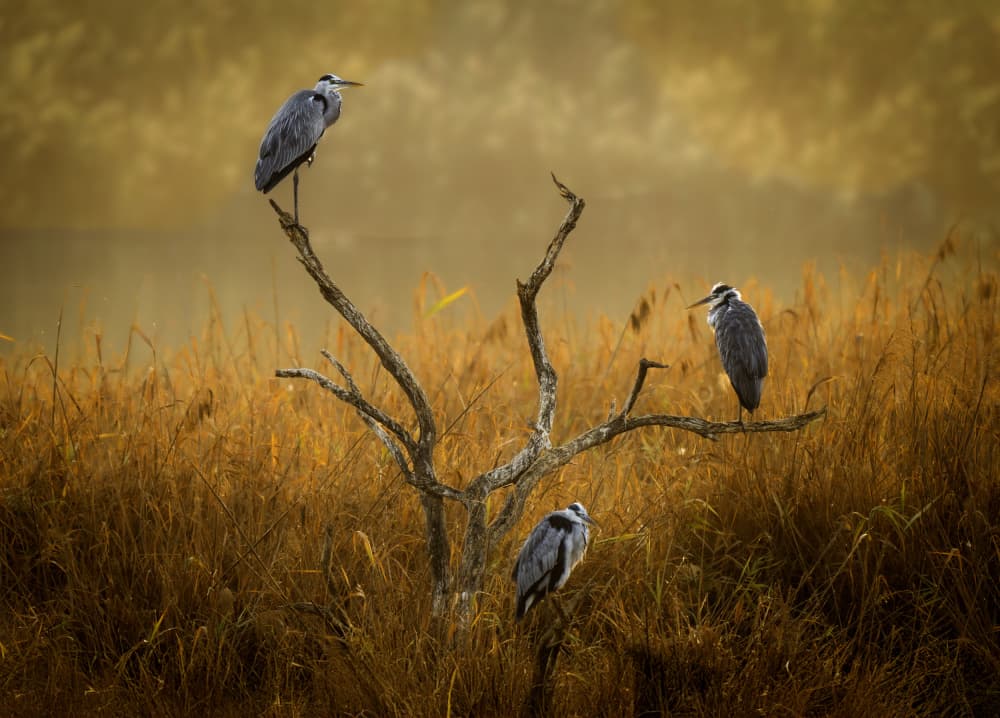 Three Herons Misty Morning by Mallal Moshe — canvas wall art