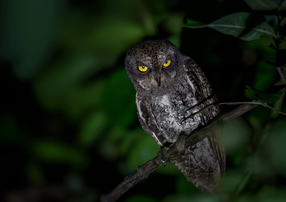 Intense Owl Gaze by Anita Singh — canvas wall art
