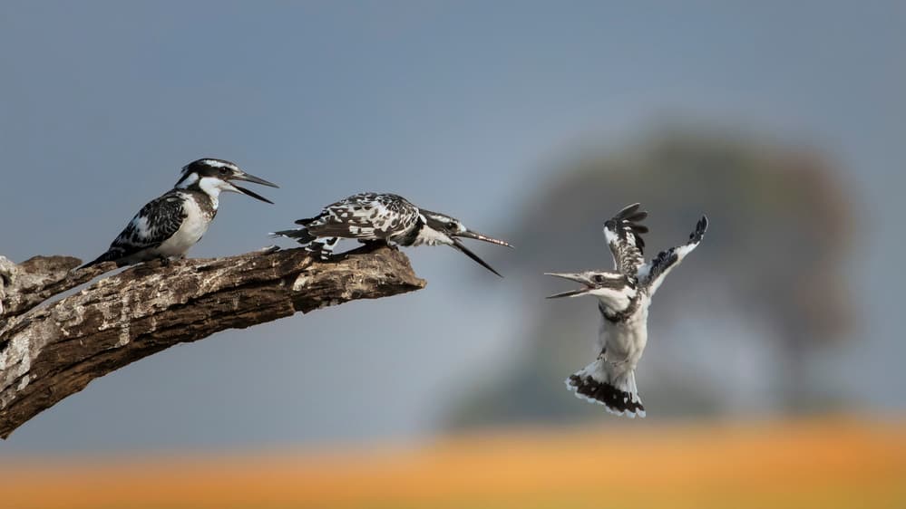 Kingfishers In Action by Phillip Chang — canvas wall art