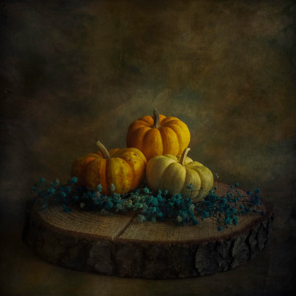 Moody Harvest Pumpkins by Cicek Kiral — canvas wall art