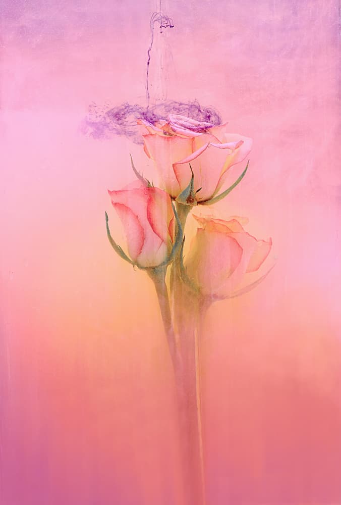 Ethereal Pink Roses by Pedro Uranga — canvas wall art