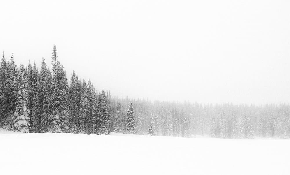 Serene Winter Forest by Kirk Cypel — canvas wall art