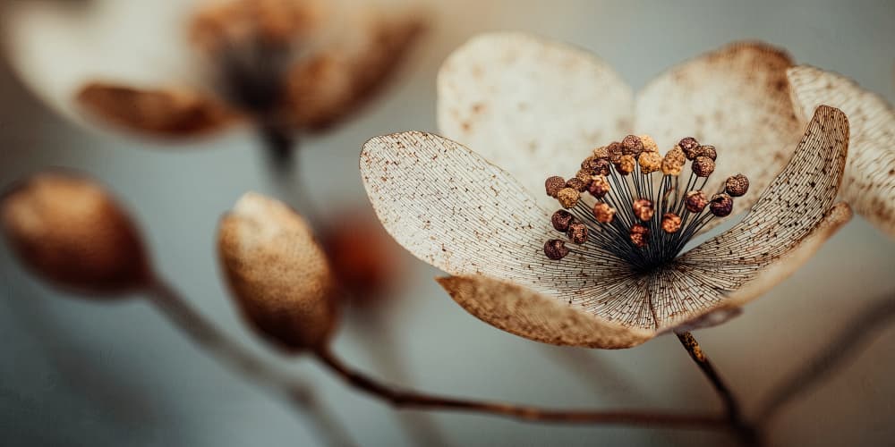 Bloommemoryno01 by Treechild — canvas wall art