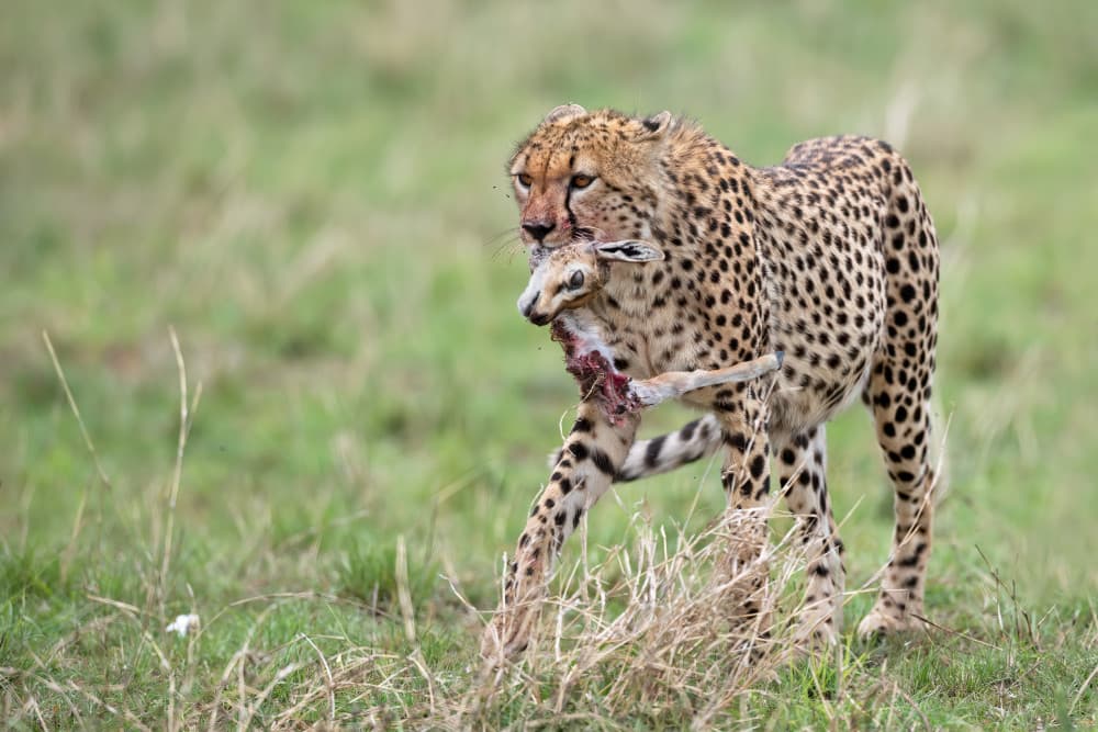 Cheetah with Prey by Marco Pozzi — canvas wall art