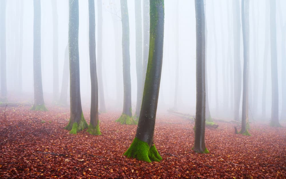 Misty Autumn Woods by Burim Muqa — canvas wall art
