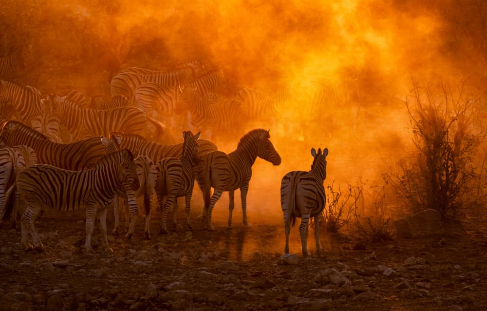 Zebras in Golden Dust by Joanna W — canvas wall art