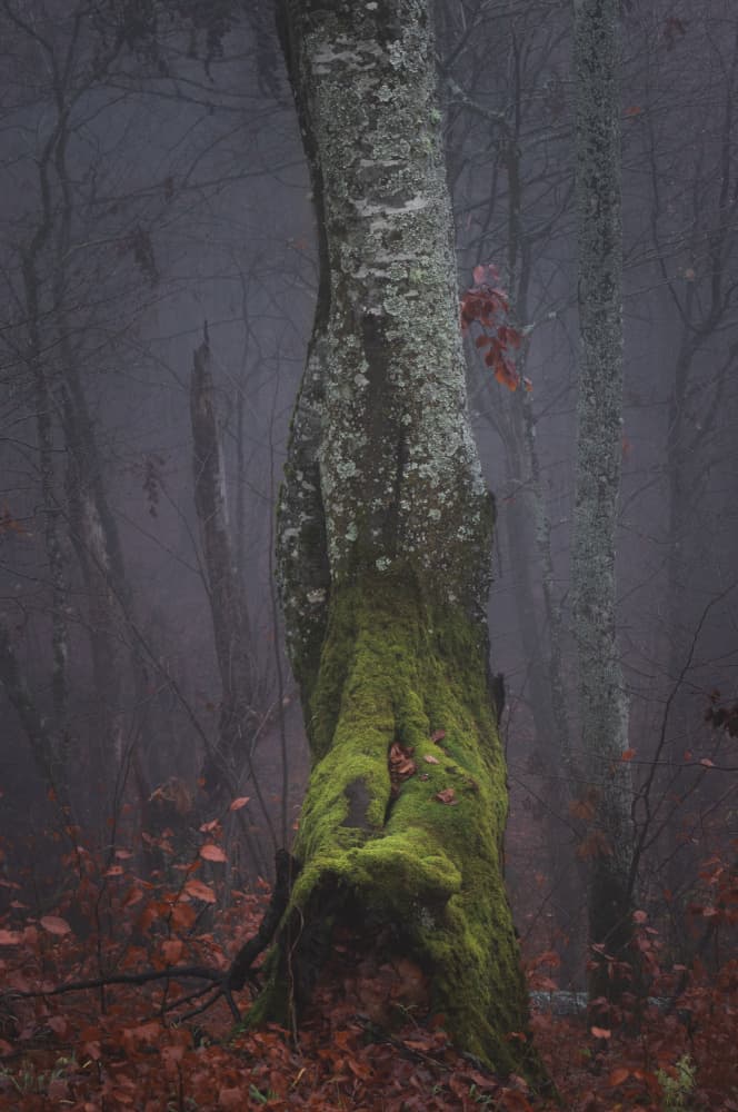 Misty Forest Tree by Toma Georgian Mihai — canvas wall art