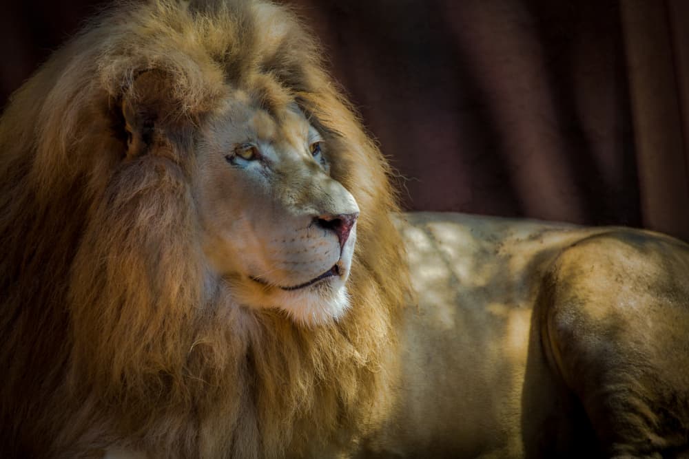 Majestic White Lion by Ed Esposito — canvas wall art